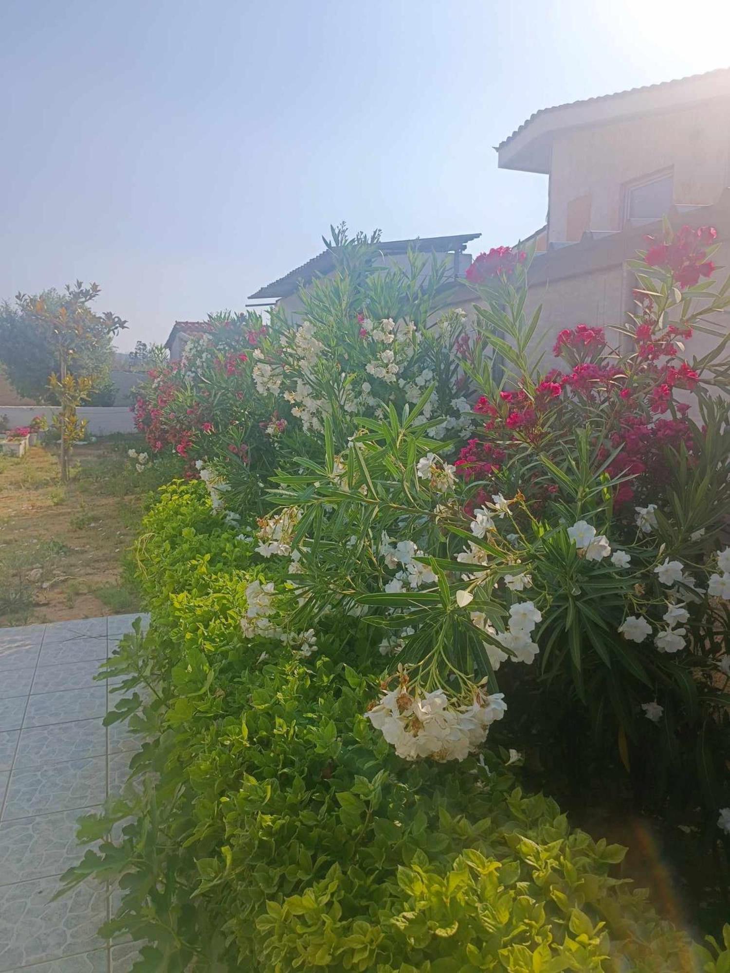 Villa New Olivka House Anavyssos Exterior foto